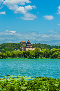 北京颐和园夏日湿地风光