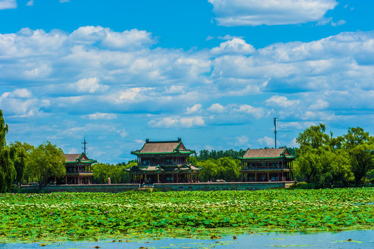 北京颐和园夏日湿地风光