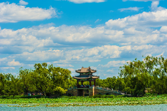 北京颐和园夏日湿地风光