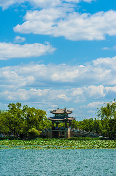 北京颐和园夏日湿地风光