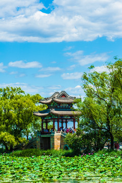 北京颐和园夏日湿地风光