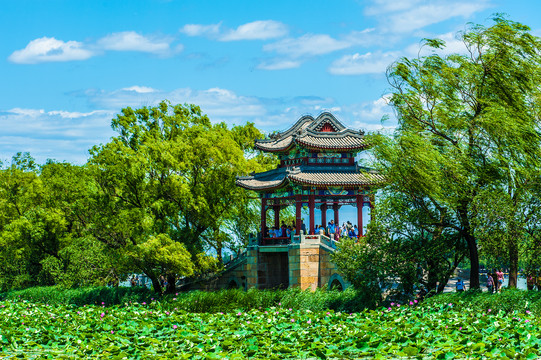 北京颐和园夏日湿地风光