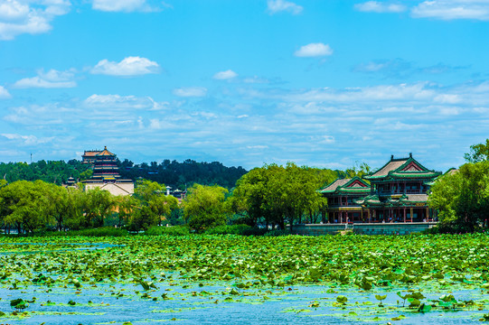 北京颐和园夏日湿地风光