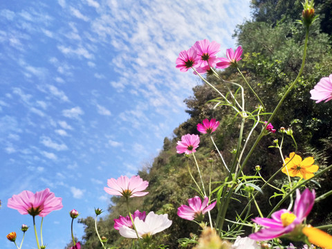 格桑花