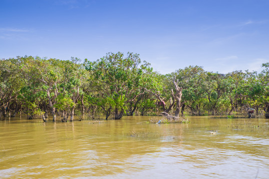 柬埔寨热带雨林