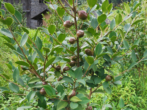 油茶果