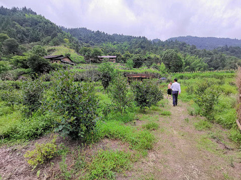 油茶林