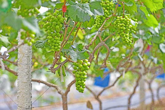 新疆葡萄