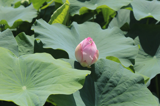 花苞特写