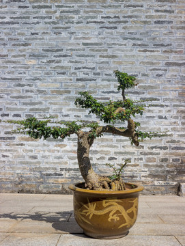 園藝盆景