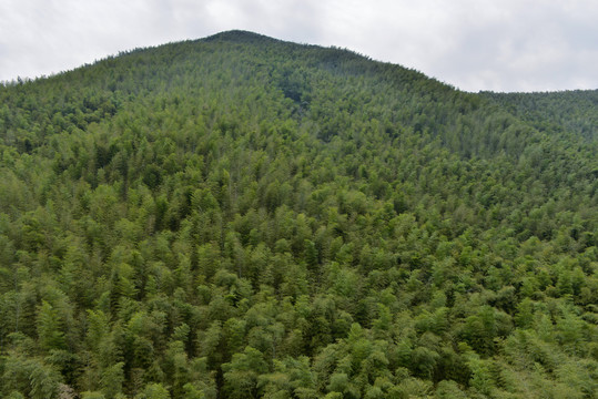 南山竹海