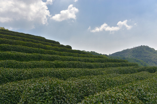 高山茶园