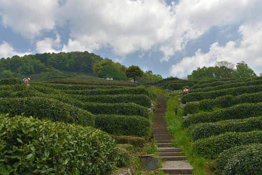 西湖龙井茶园