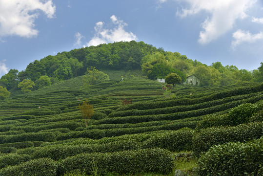 西湖龙井茶山