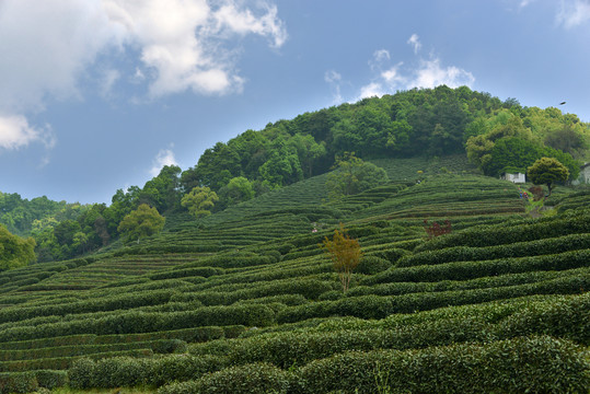 西湖龙井茶场