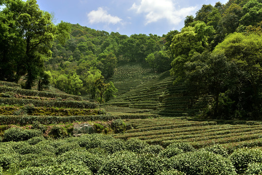 西湖龙井茶园