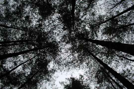 樹林
