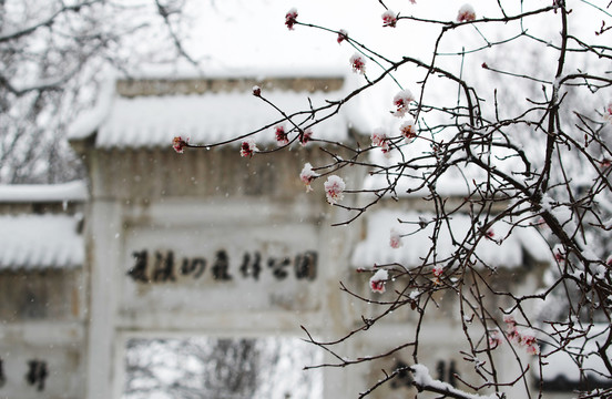 天水麦积山植物园