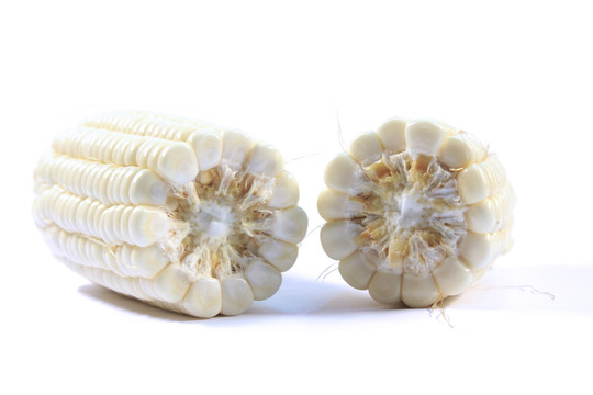 白底上的两节新鲜白色玉米