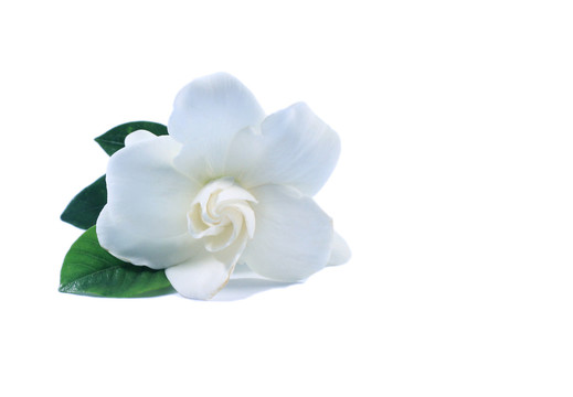白底上一朵白色洁白的栀子花