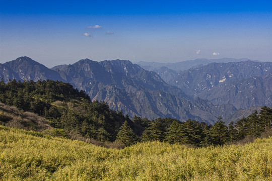 远山近草