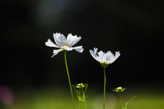 格桑花