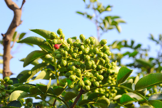 青花椒