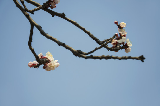 杏花吐蕊一色春