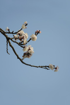 杏花吐蕊一色春