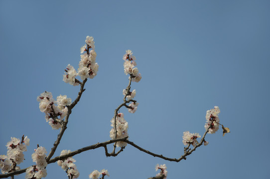 杏花吐蕊一色春