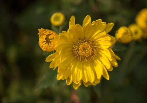 菊花