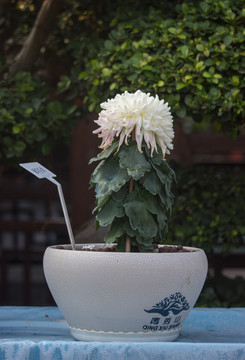 名貴菊花