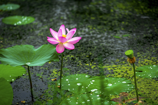 荷花