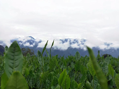 高原茶叶