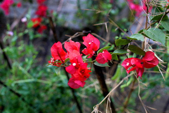 叶子花特写