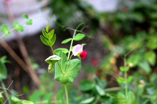 豌豆花