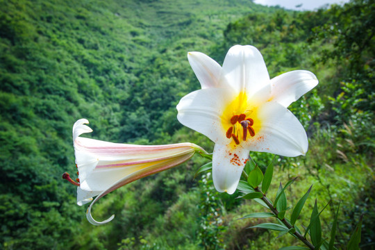 野百合花