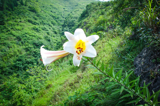 野百合花