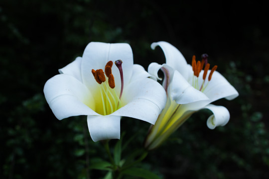 野百合花