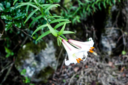 野百合花