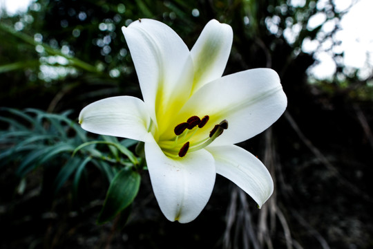 野百合花