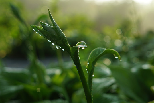 雨后白玉簪