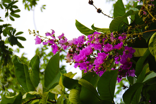 花花草草