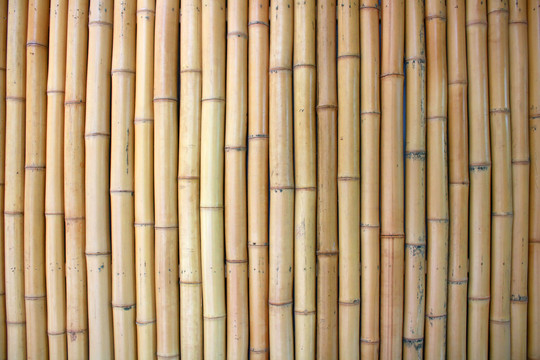 竹子背景