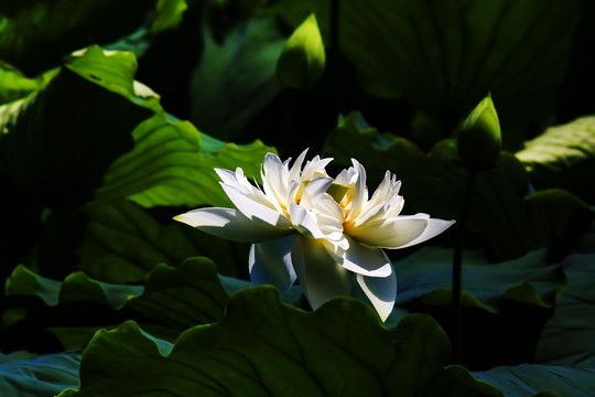 白荷花特写