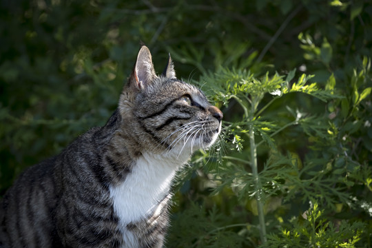 猫