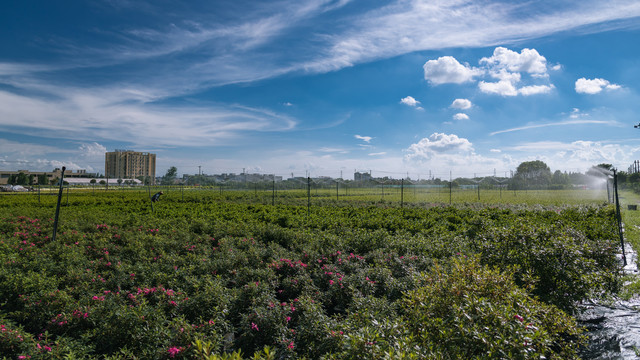 盆景花卉培植基地