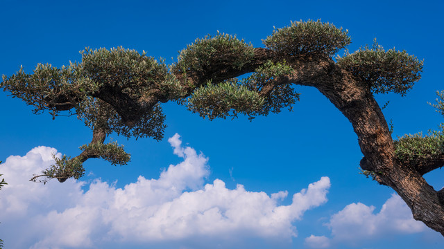 蓝天白云橄榄树