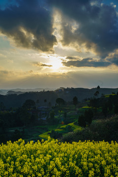 油菜花夕阳天空晚霞