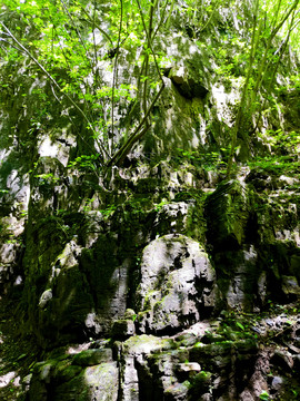 山石植物